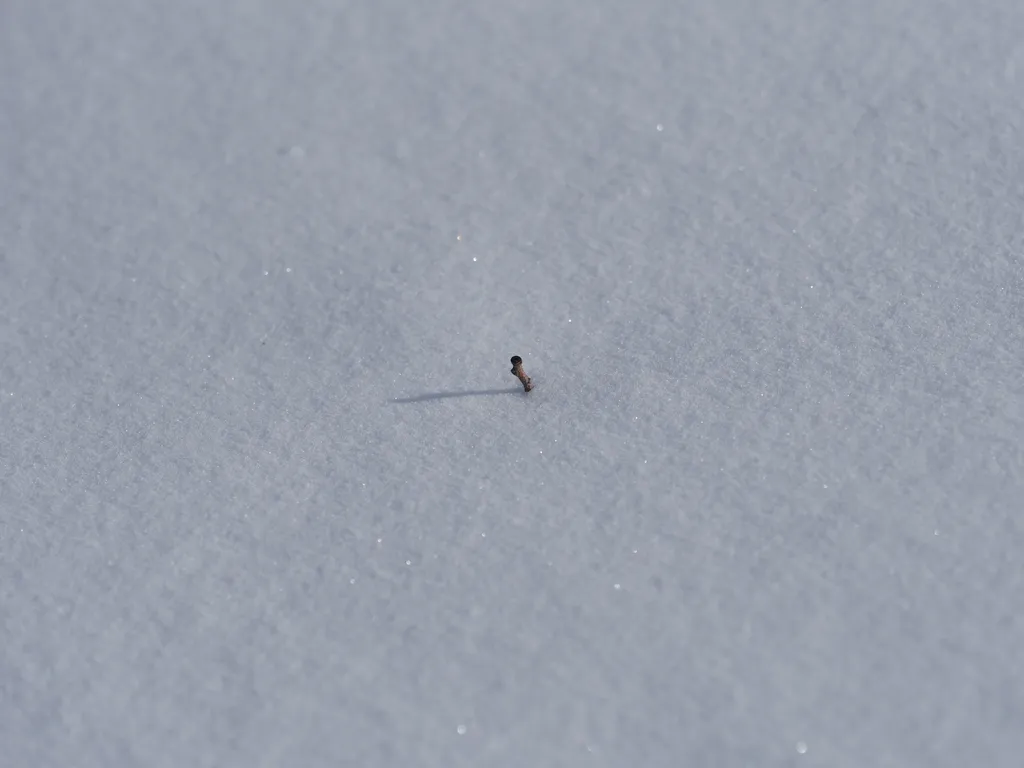 a branch sticking out of snow