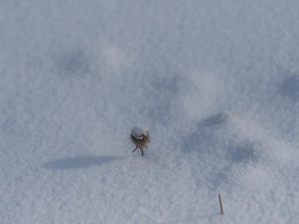 a wilted flower covered in snow