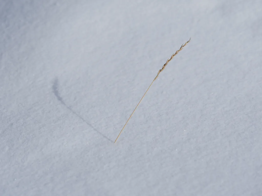 grass casting a shadow in the snow