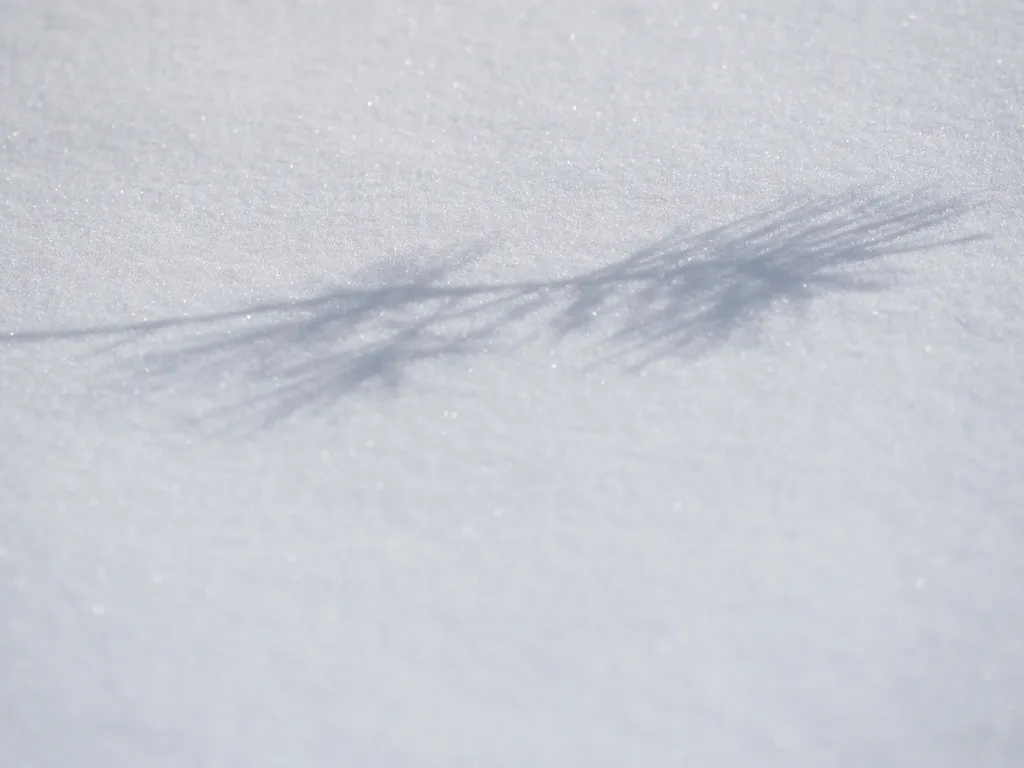 the shadow of a pine branch