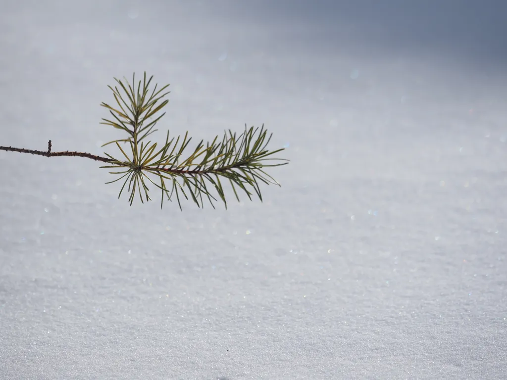 a pine branch