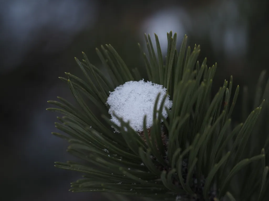 snow on the tip of a pine branch