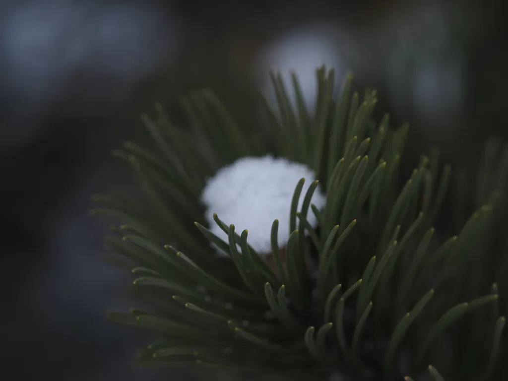 snow on the tip of a pine branch