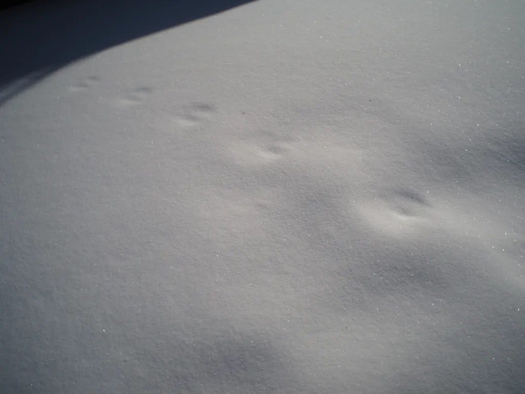 partially covered rabbit footprints