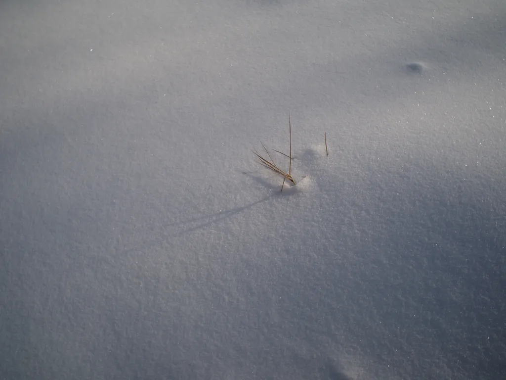 grass poking out of snow