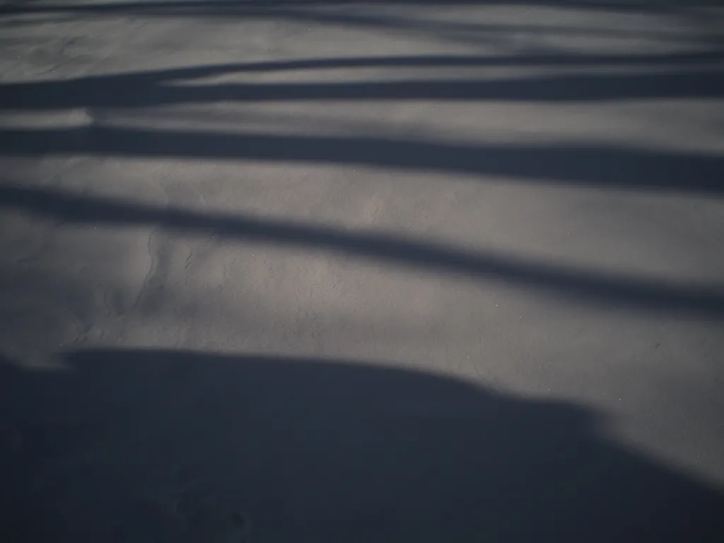 trees casting shadows on snow