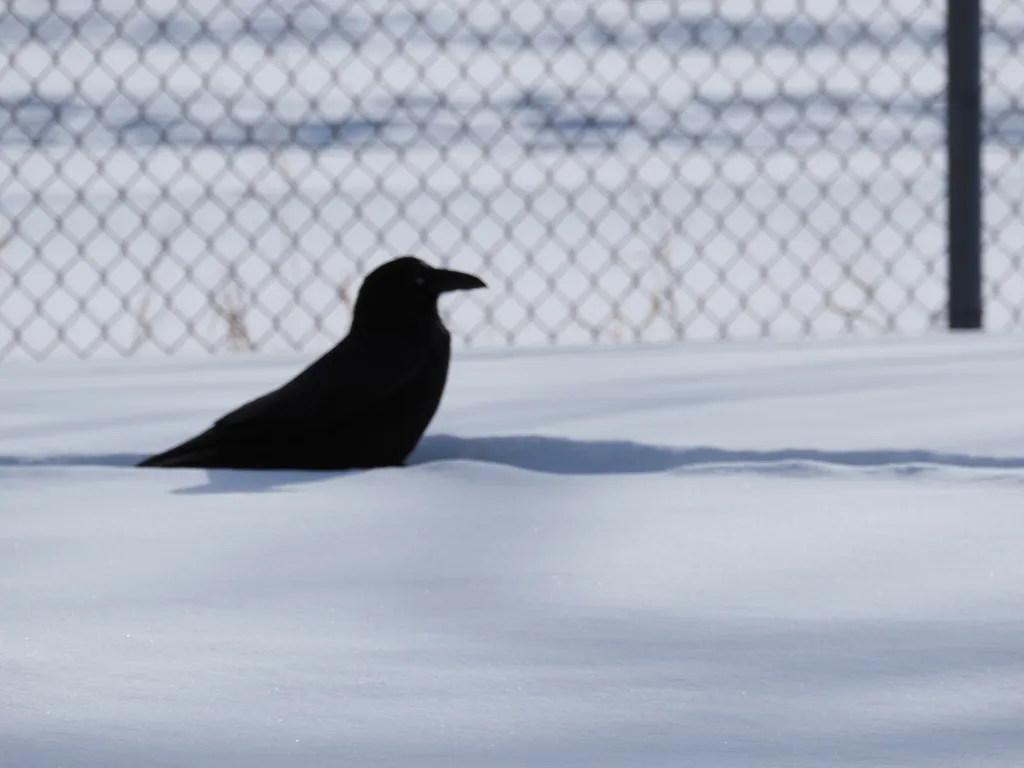 a raven walking through snow