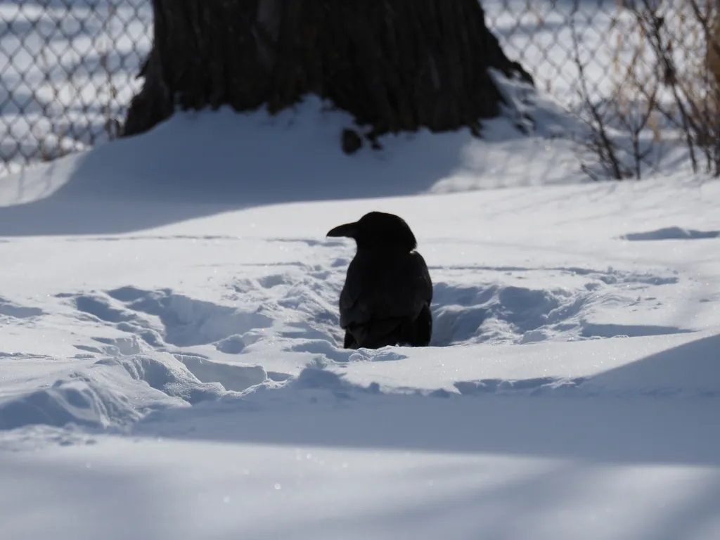 a raven walking through snow