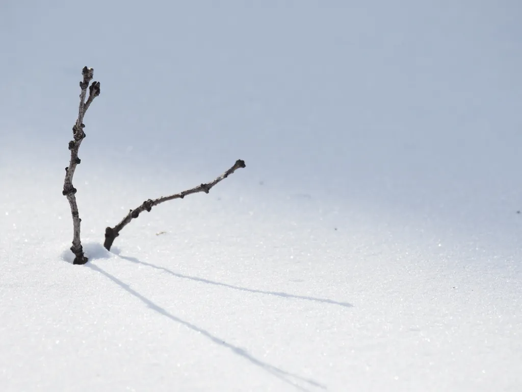 a branch sticking out of the snow