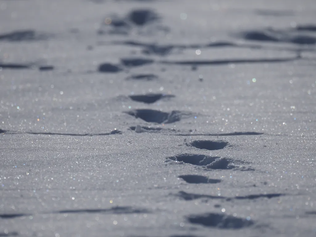 footprints along a river