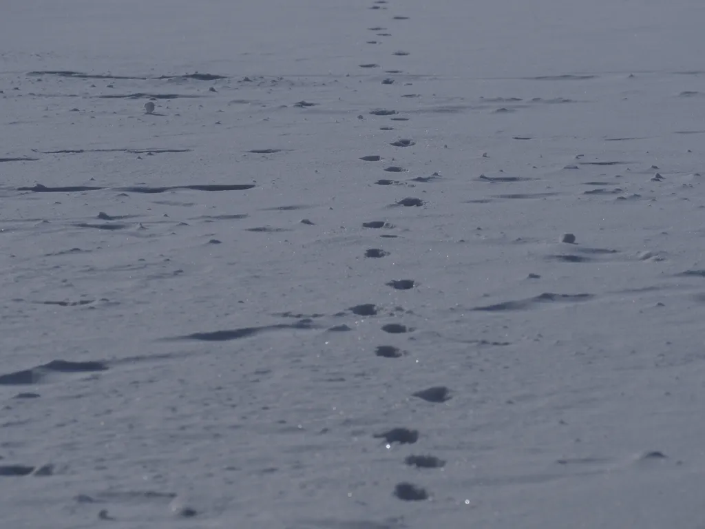 animal footprints on a river