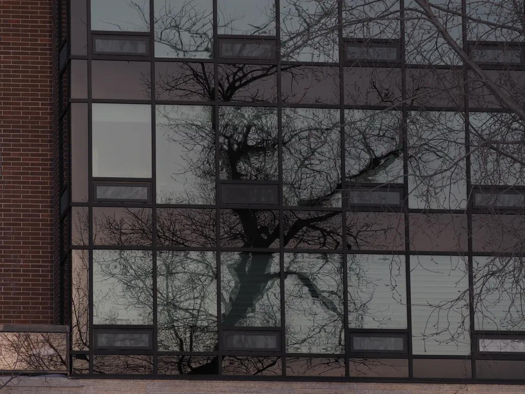 a tree reflected in the windows of a building