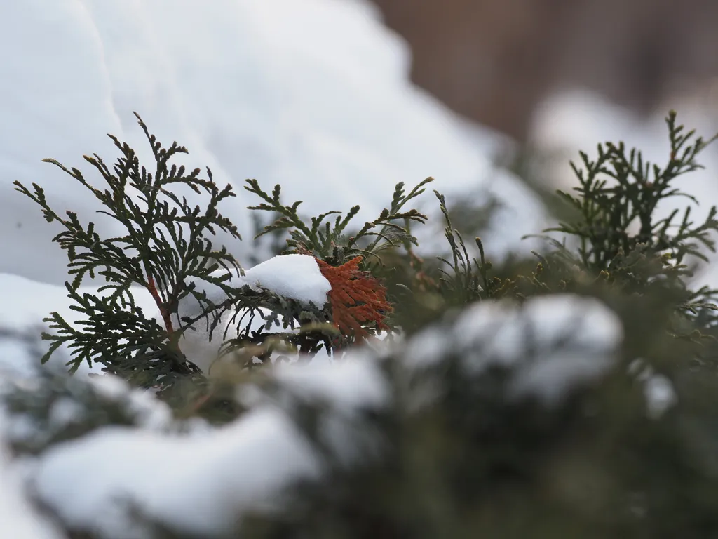 snow on a bush