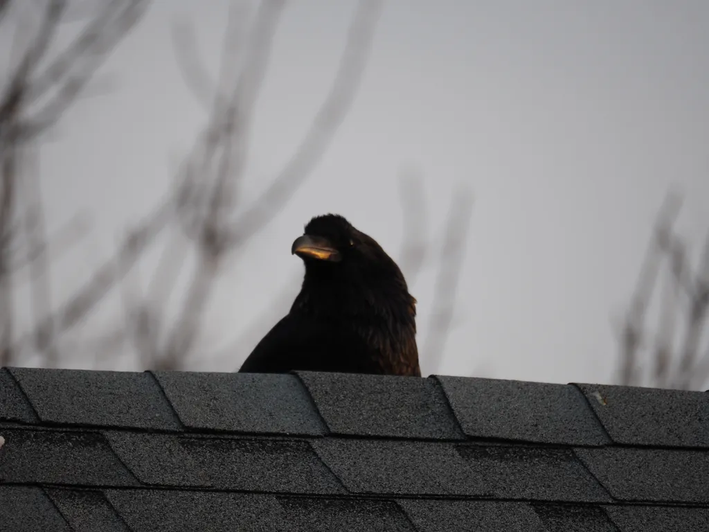 a raven on a roof