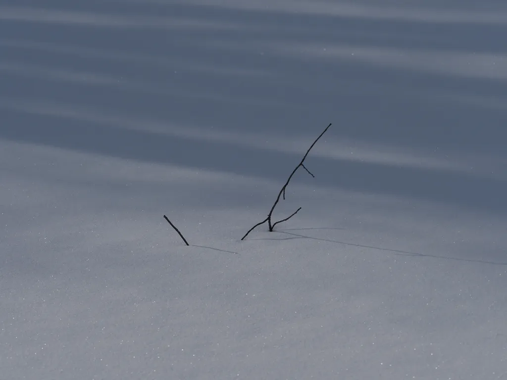 a stick sticking out of the snow