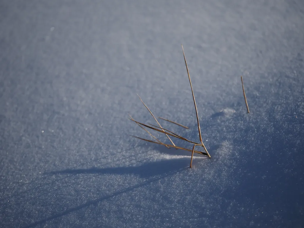 grass poking out of the snow