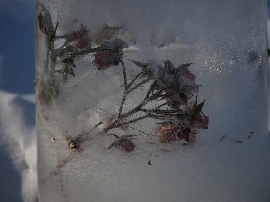 flowers frozen in ice