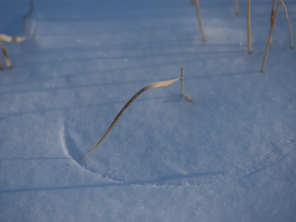 grass etching an arc in the snow