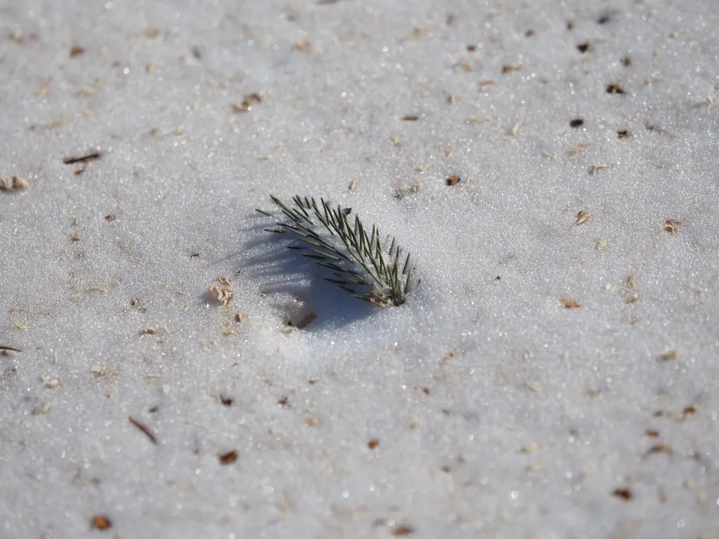 a piece of a pine tree in the snow