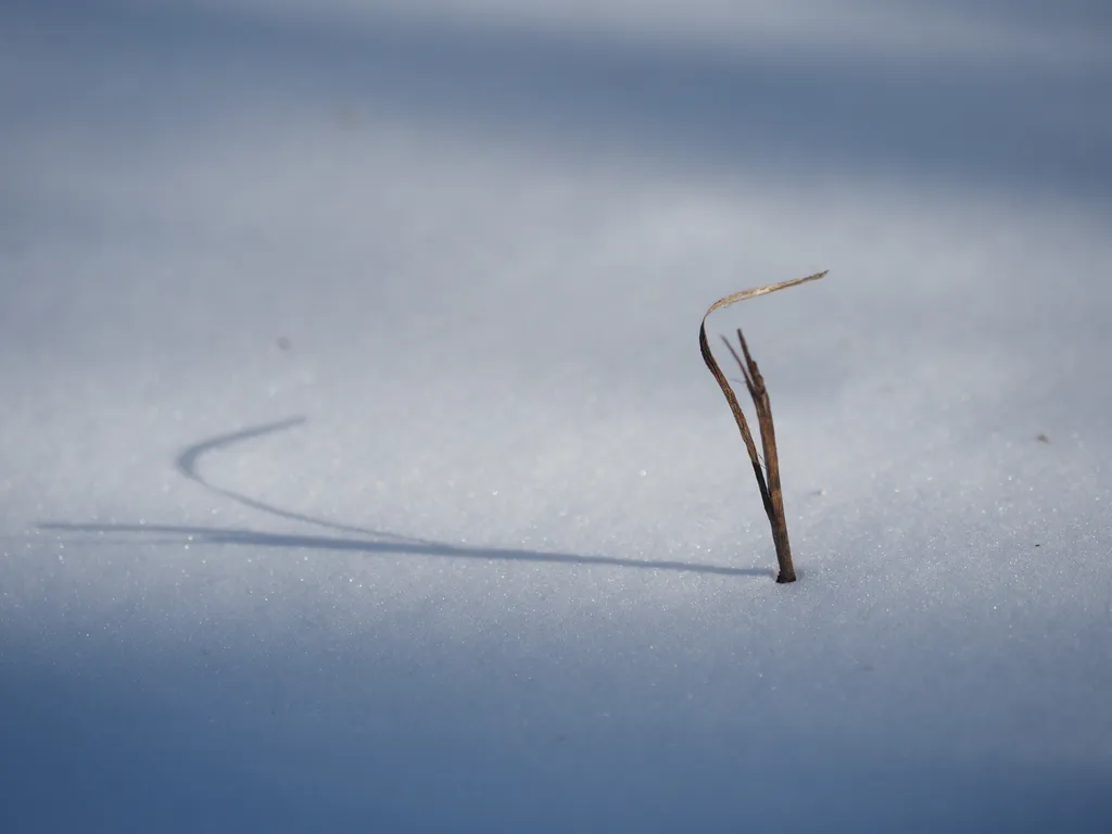 a plant sticking out of the snow