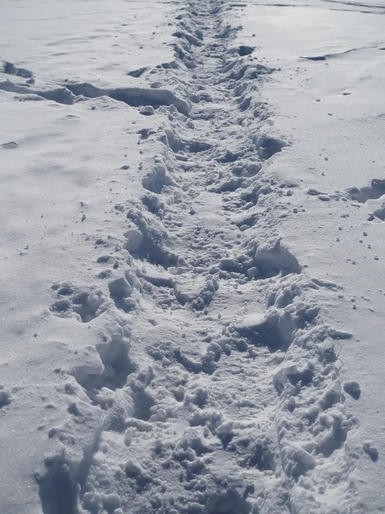 a path through the snow