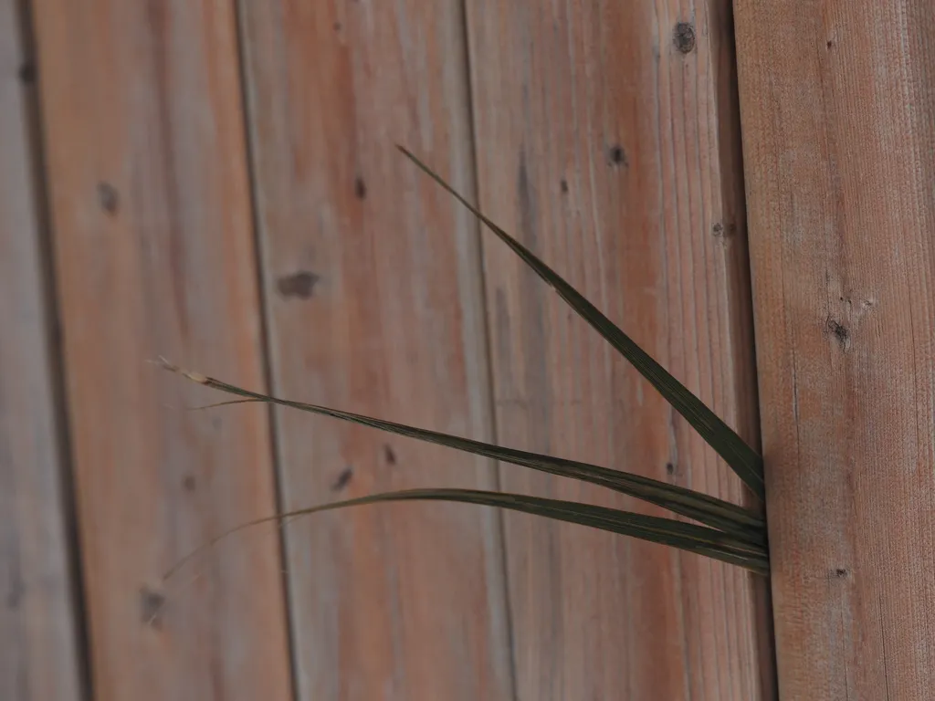 grass peaking out from a fence