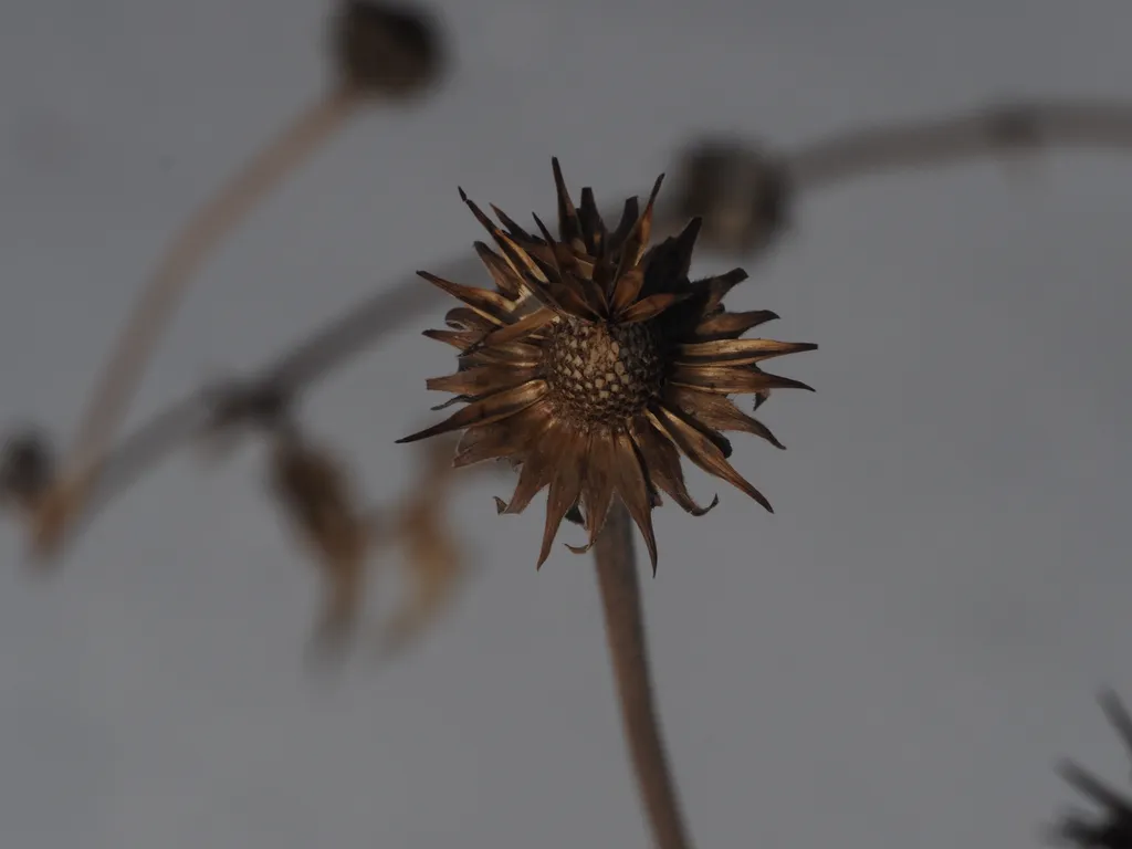 a wilted coneflower