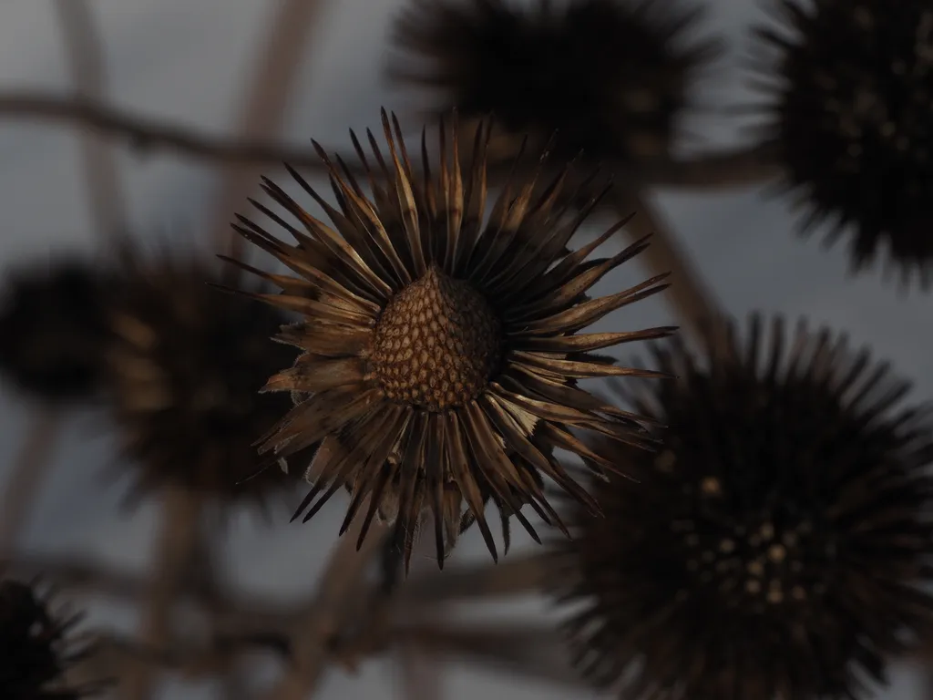 coneflower husks