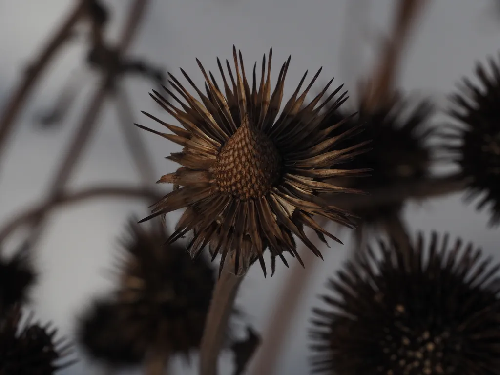 wilted coneflowers