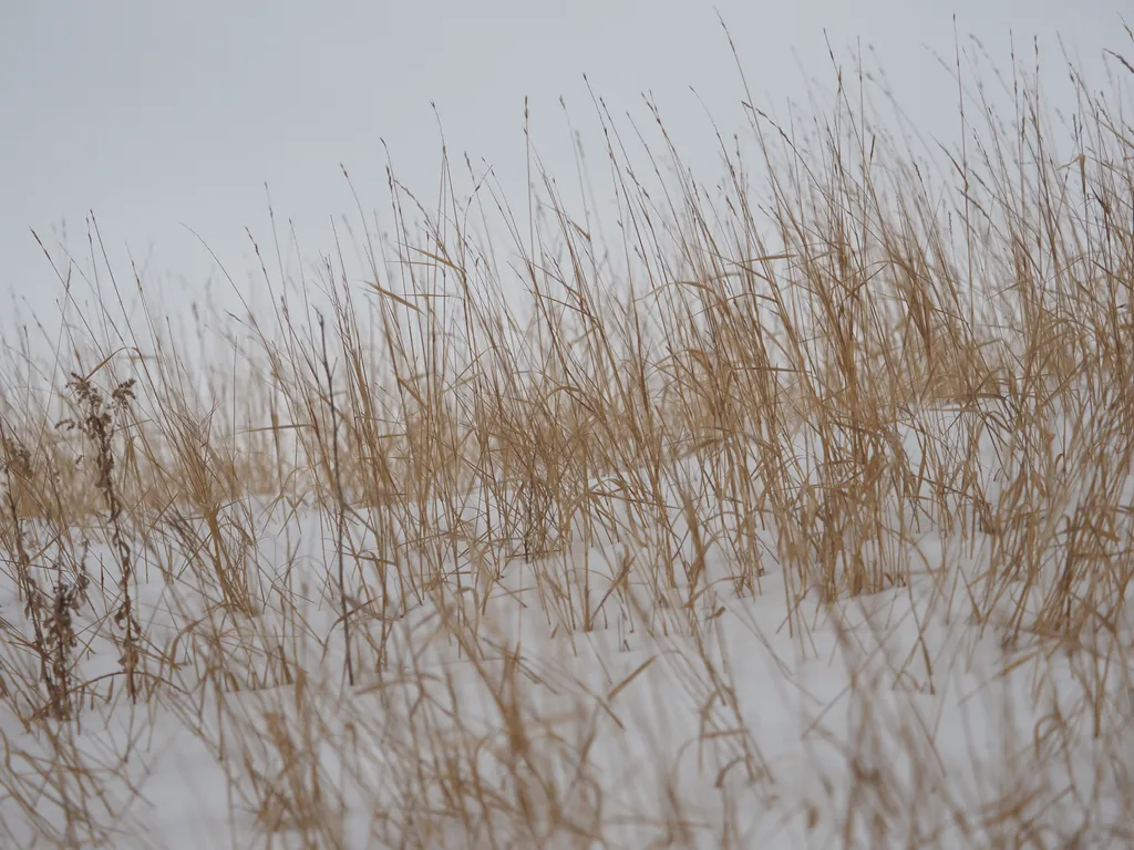 tall grass in the snow