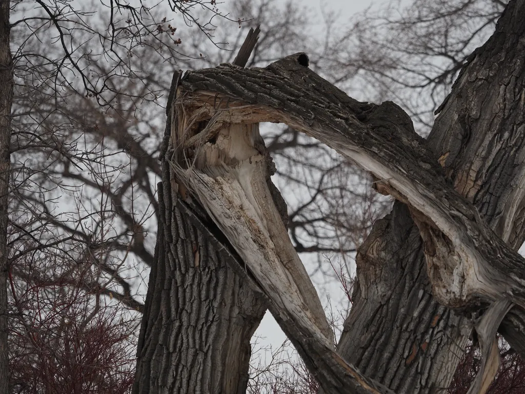 a broken tree trunk