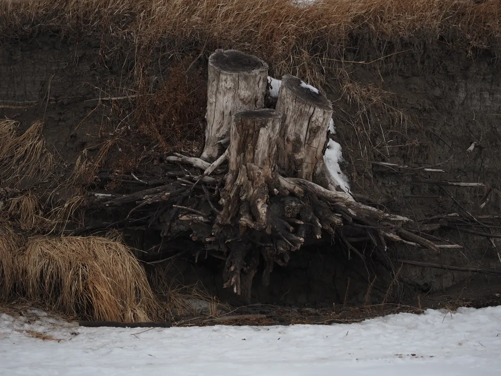 a stump embedded in the side of a riverbank