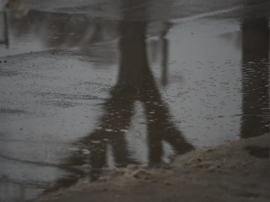 a tree reflected in a puddle