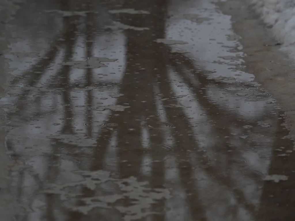 a tree reflected in a slushy puddle