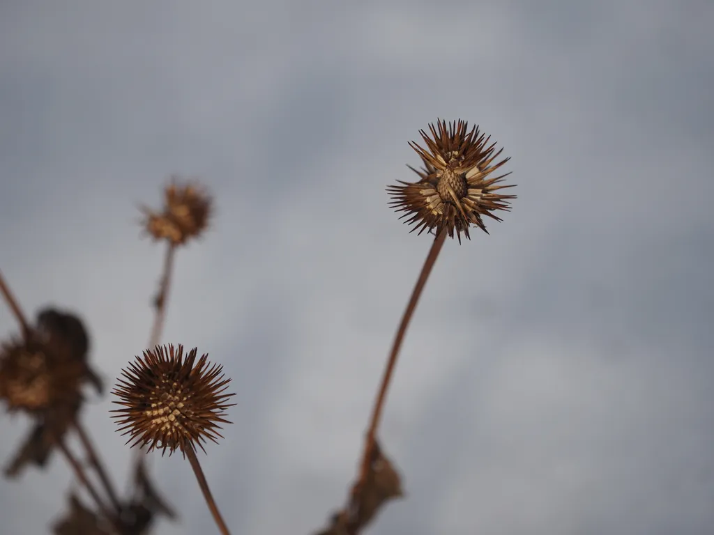 the remains of coneflowers