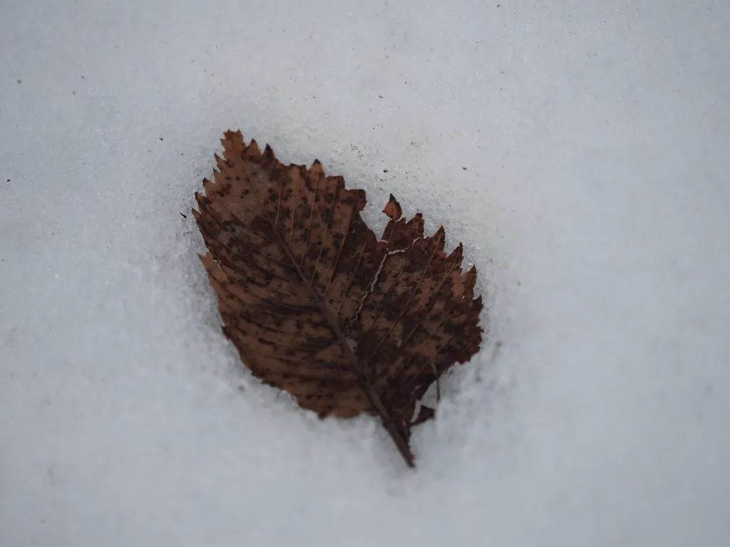 a leaf embedded in snow