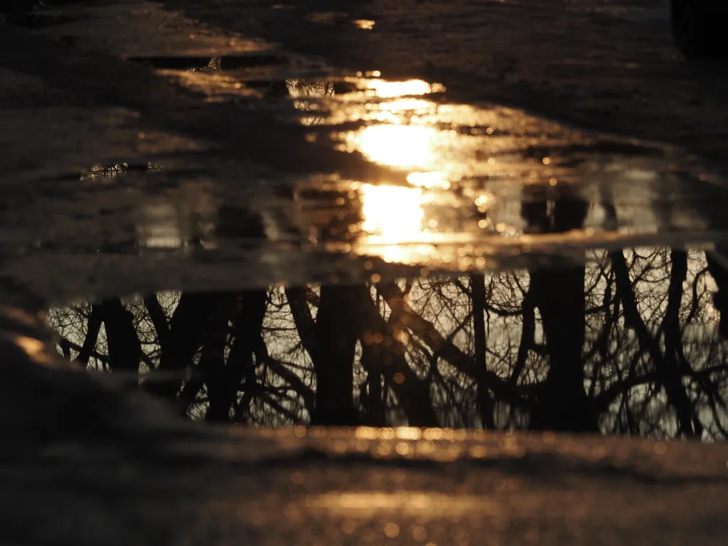 trees reflected in a puddle at sunset