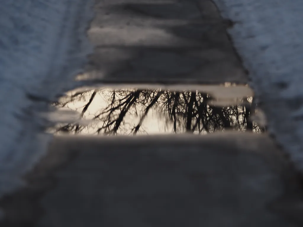 trees reflected in a puddle