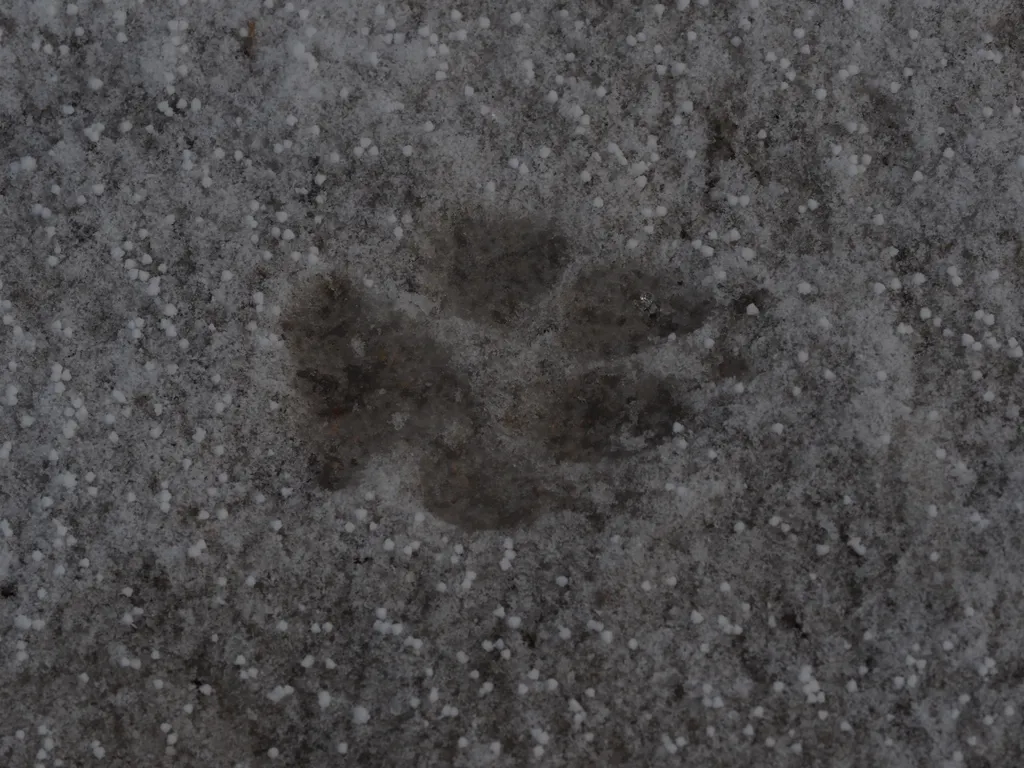 a dog's footprint in snow