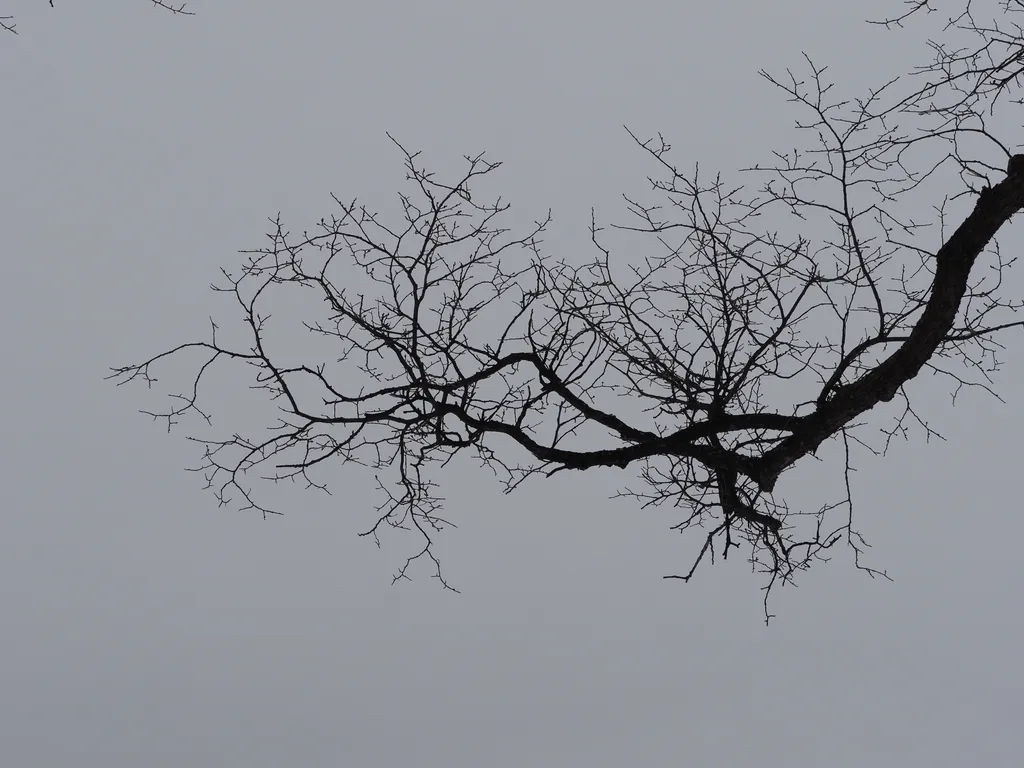 bare branches against a grey-white sky