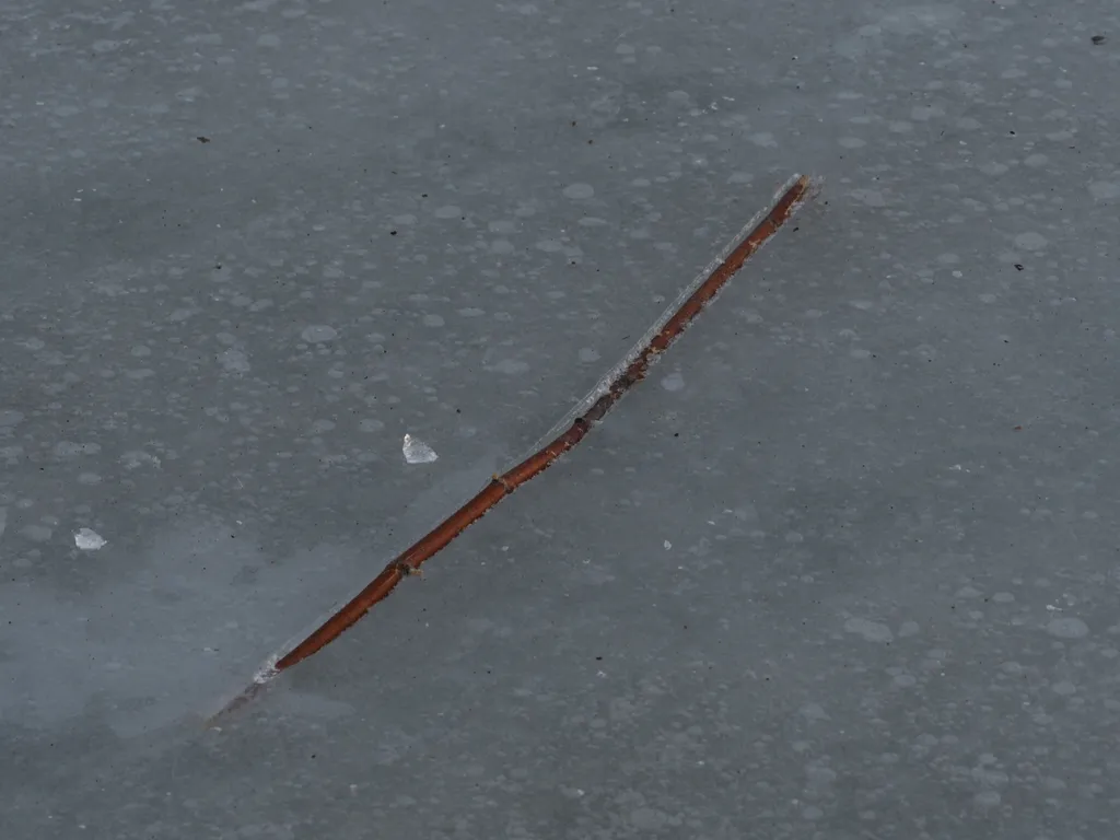 a stick melted into the ice