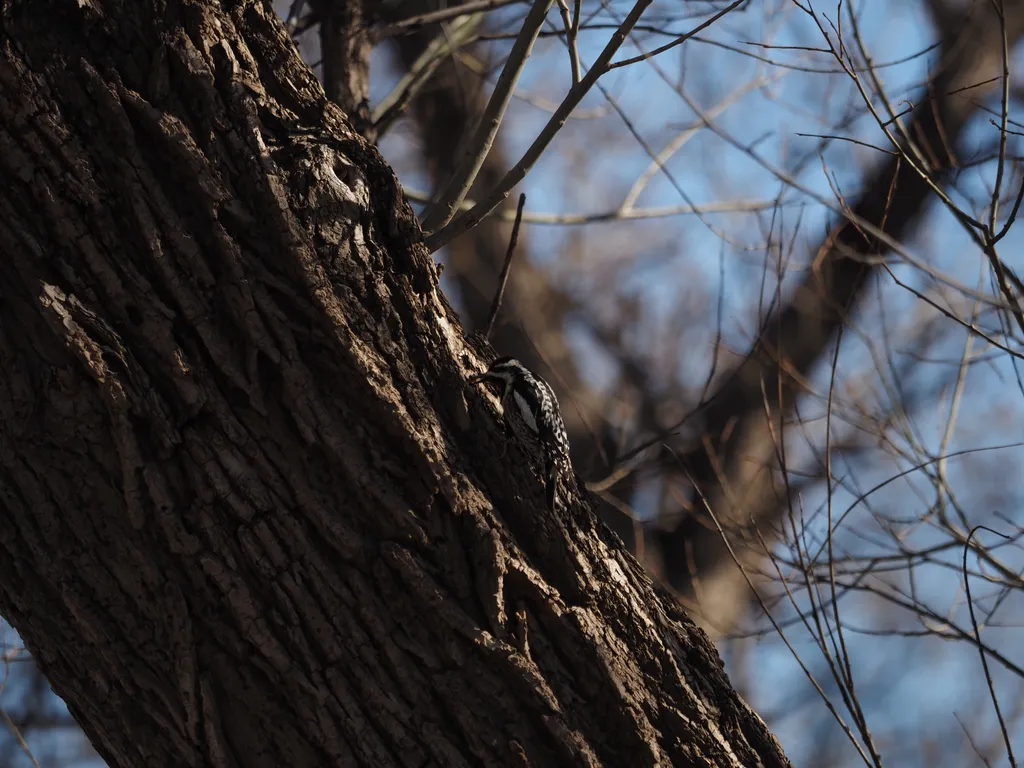 a woodpecker in a tree with their tongue out