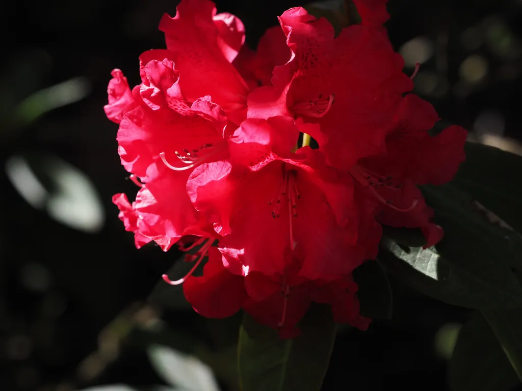 red flowers
