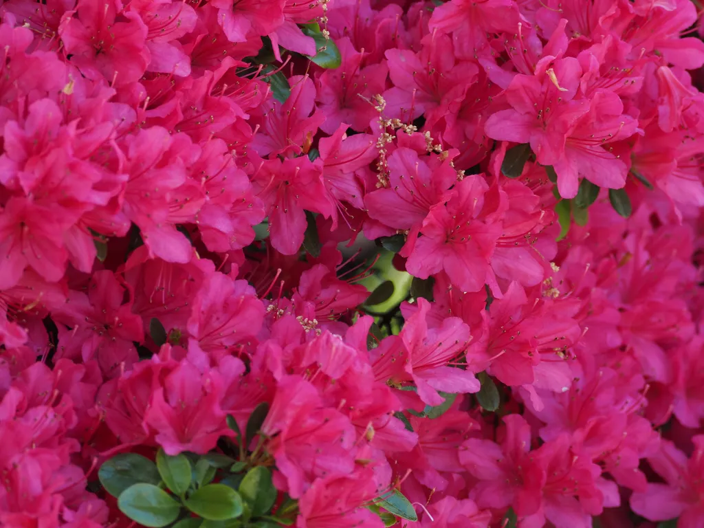 a hole in a bush