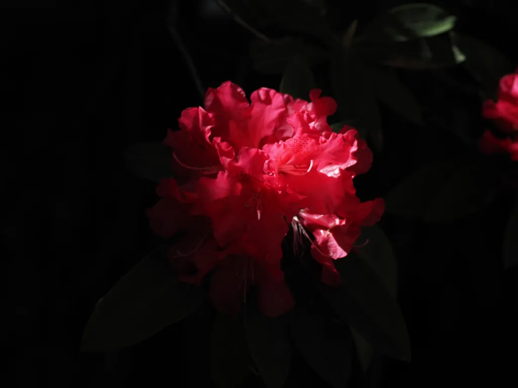 pink flowers