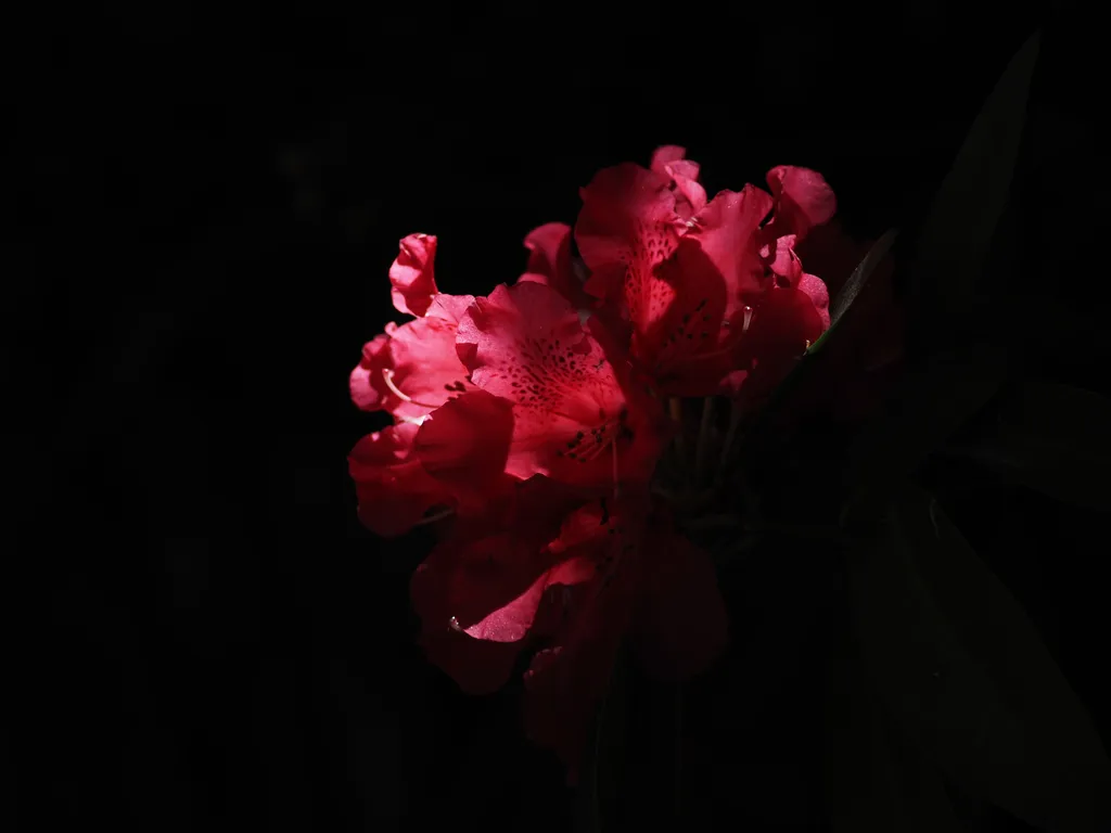 pink flowers