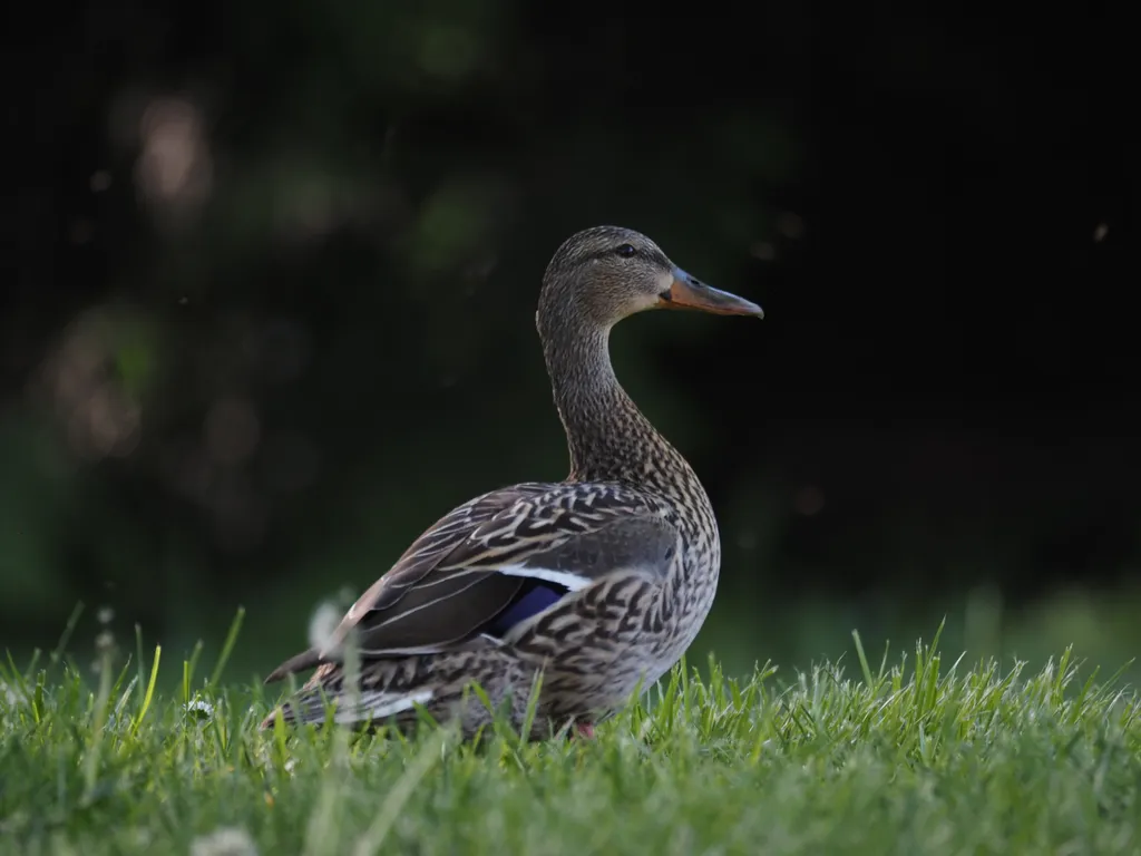 a duck