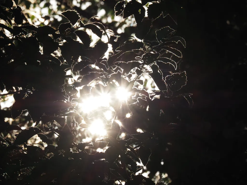 the sun behind leaves