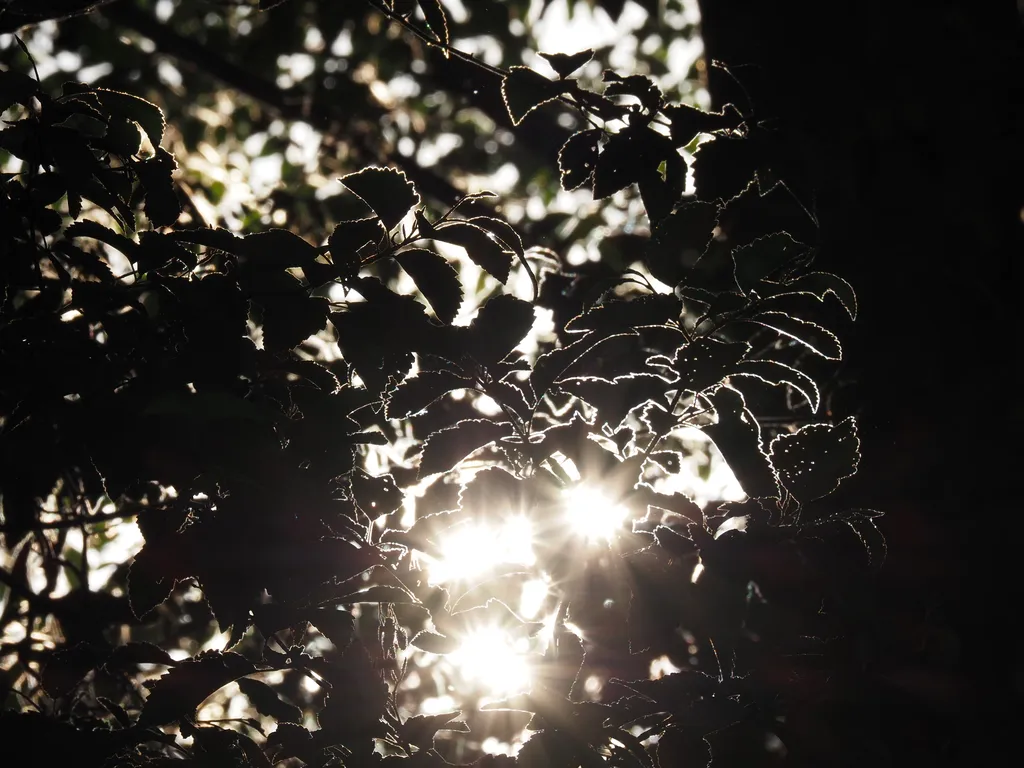 the sun behind leaves