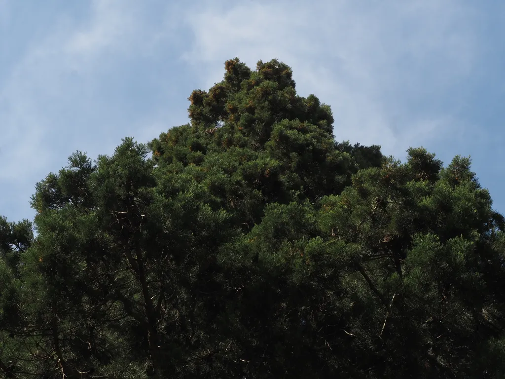 a tall tree